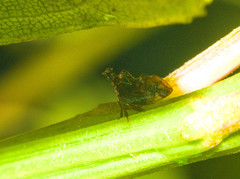 Lycoderides gradatus