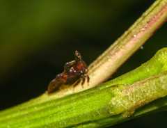 Lycoderides gradatus