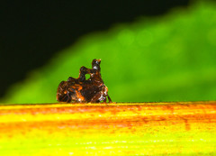 Lycoderides gradatus