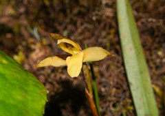 Maxillaria acuminata