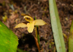 Maxillaria acuminata