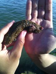 Holothuria grisea