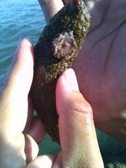 Holothuria grisea