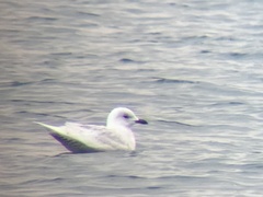 Larus glaucoides