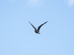 Chordeiles gundlachii