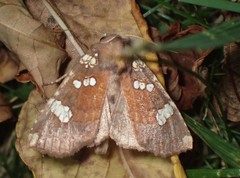 Papaipema marginidens