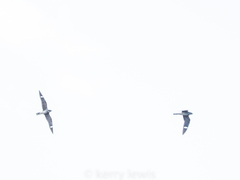 Chordeiles gundlachii