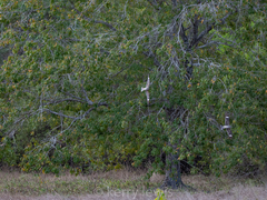 Chordeiles gundlachii
