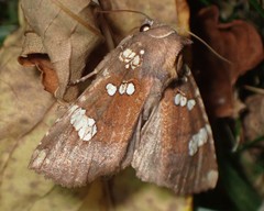 Papaipema marginidens