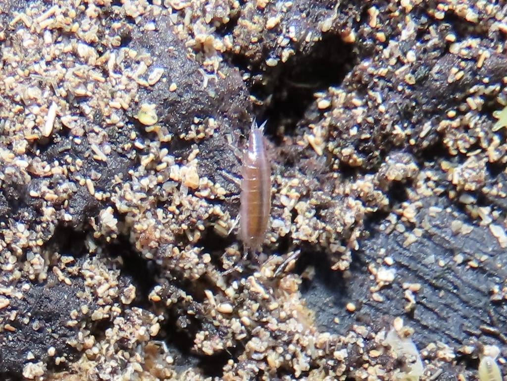 Portoricoscia