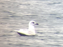 Larus glaucoides