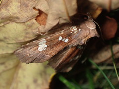 Papaipema marginidens