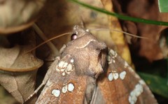 Papaipema marginidens