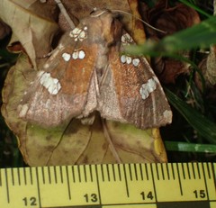 Papaipema marginidens