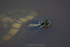 Trachemys decussata