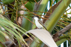 Tyrannus caudifasciatus caymanensis