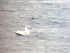 Larus glaucoides