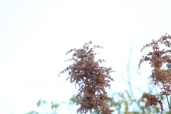 Heliocarpus donnellsmithii