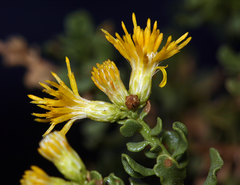 Ericameria cuneata cuneata