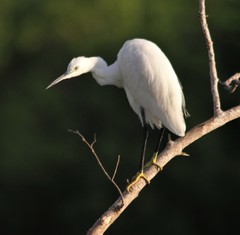 Egretta garzetta