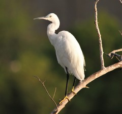 Egretta garzetta