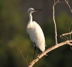 Egretta garzetta