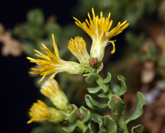 Ericameria cuneata cuneata