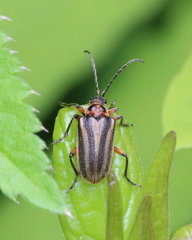 Brachysomida bivittata