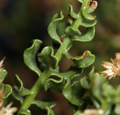 Ericameria cuneata cuneata