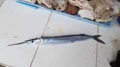 Hyporhamphus