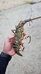 Panulirus ornatus