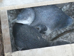 Eudyptula minor albosignata