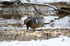 Anas crecca carolinensis