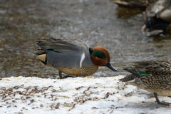 Anas crecca carolinensis