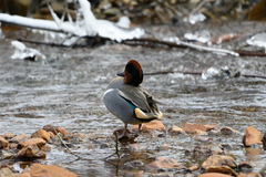 Anas crecca carolinensis