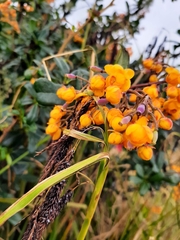 Berberis darwinii