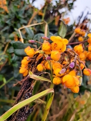 Berberis darwinii