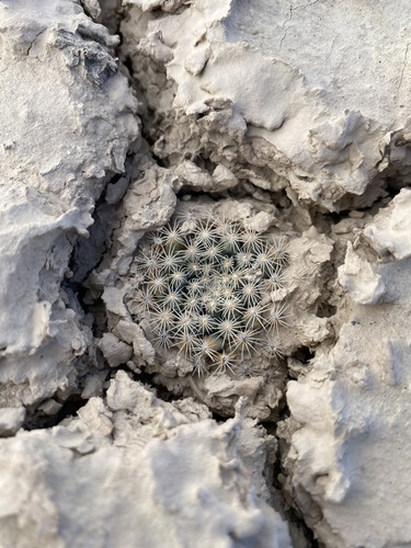 Mammillaria coahuilensis