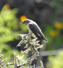 Oreotrochilus estella