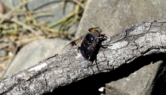 Copestylum scutellatum