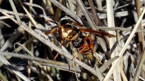 Buysson's Paper Wasp