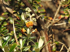 Buddleja coriacea