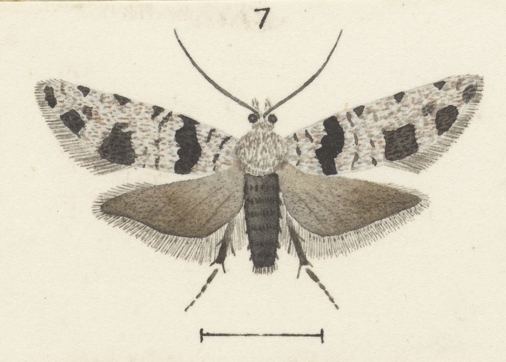 Parienia