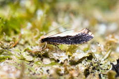 Monopis dimorphella