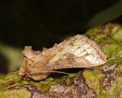 Thysanoplusia orichalcea