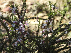 Junellia seriphioides