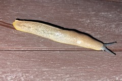 Elisolimax flavescens