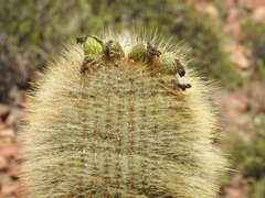 Trichocereus tarijensis
