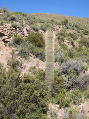 Trichocereus tarijensis