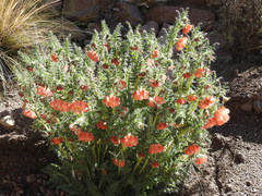 Caiophora chuquitensis